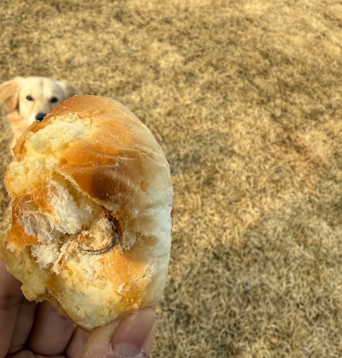 전남 나주 금천면에 있는 나주반려견놀이터에서 발견됐다고 알려진 낚싯바늘 박힌 빵. 엑스(X) 캡처