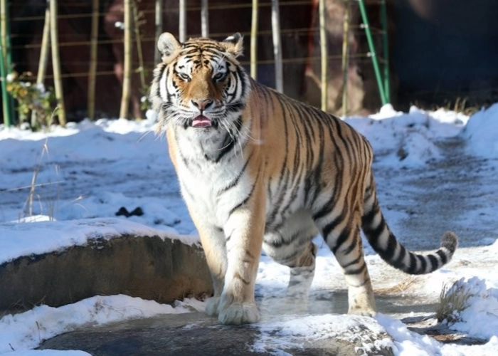 시베리아 호랑이의 모습.  위 사진은 기사와 관계 없음. 연합뉴스