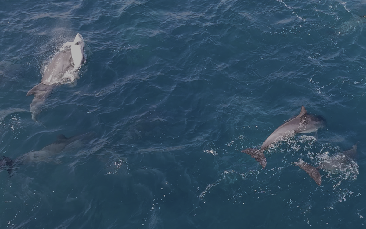 올해 들어 제주 해역에서 새끼 남방큰돌고래 폐사로 추정되는 장면이 처음 목격됐다. 다큐제주·제주대 고래 해양생물보전연구센터