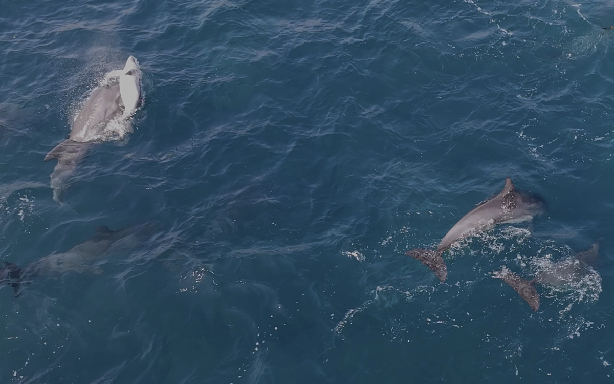 올해 들어 제주 해역에서 새끼 남방큰돌고래 폐사로 추정되는 장면이 처음 목격됐다. 다큐제주·제주대 고래 해양생물보전연구센터