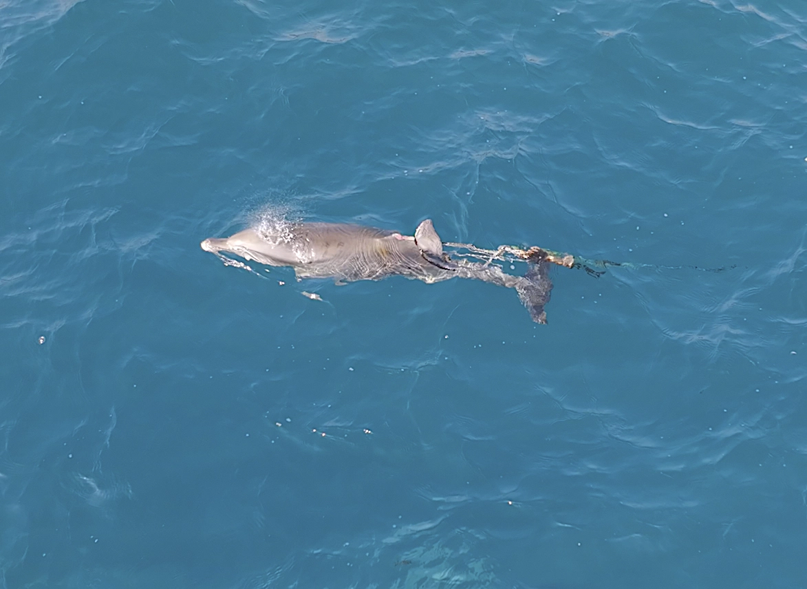 지난해 12월 23일 제주시 구좌읍 하도리 해상에서 처음 발견된 자망어구에 걸린 새끼 남방큰돌고래가 지난 13일 대정읍 신도리에서 포착된 모습. 다큐제주와 제주대 고래 해양생물보전연구센터 제공