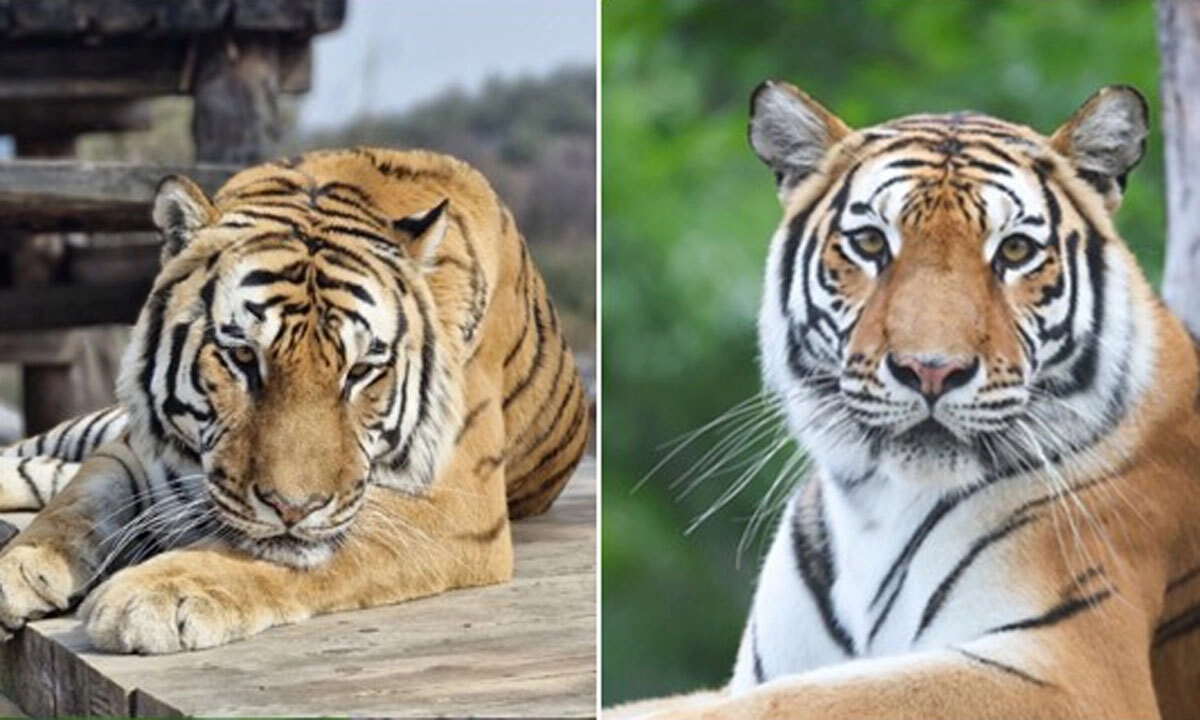 태범(왼쪽)과 무궁. 국립백두대간수목원 제공