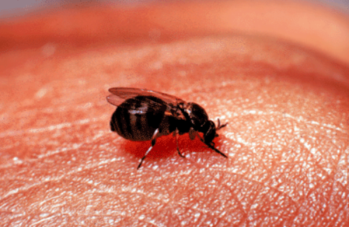 먹파리 관련 이미지. 위키피디아