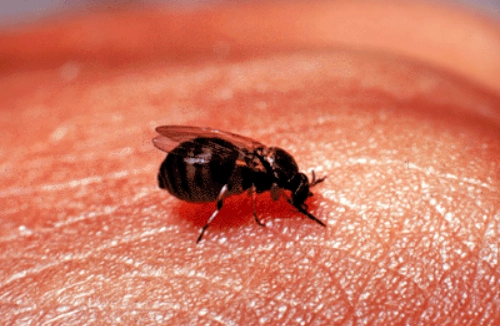 먹파리 관련 이미지. 위키피디아