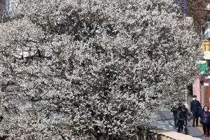 우수 하루 앞두고 매화 활짝