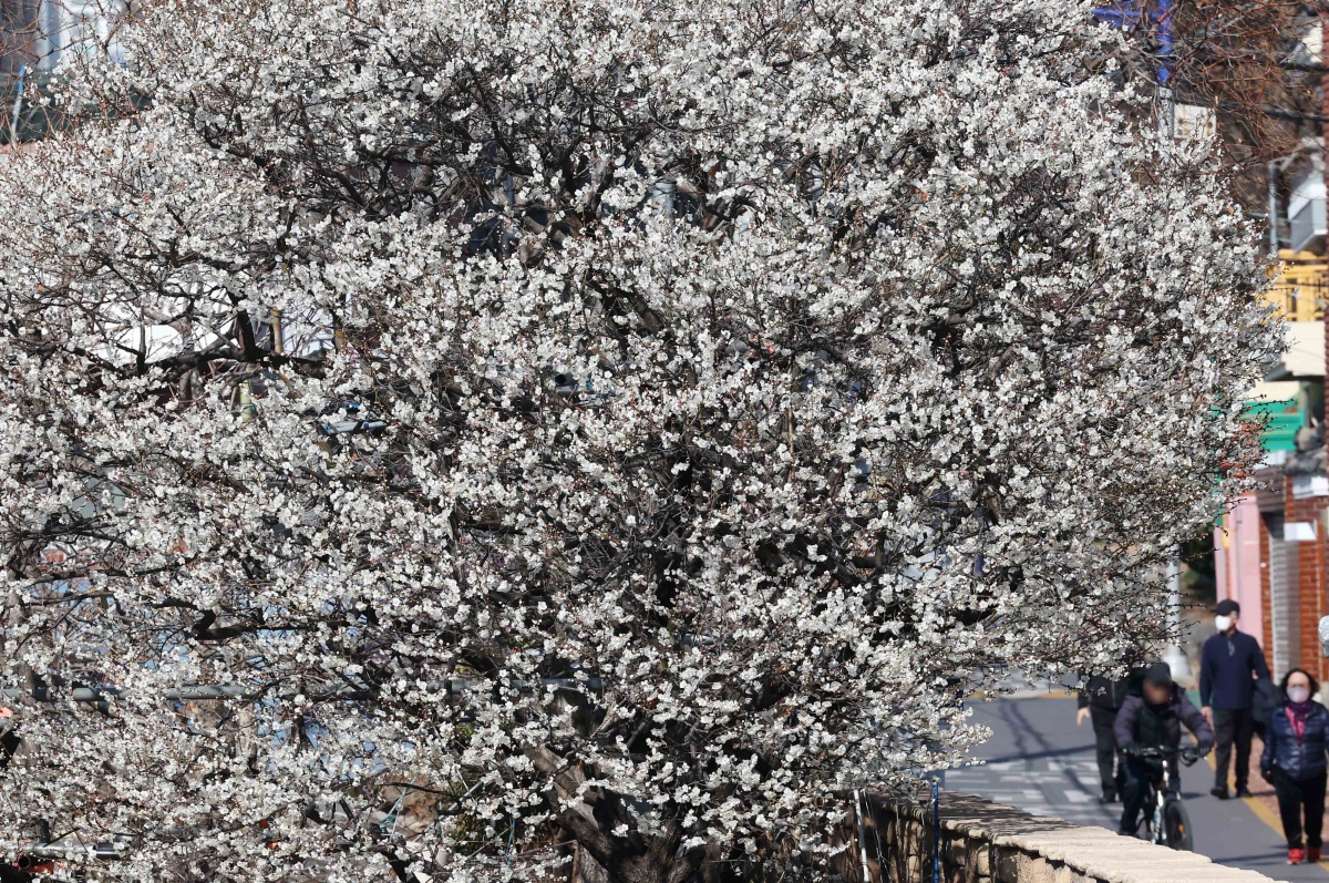우수 하루 앞두고 매화 활짝