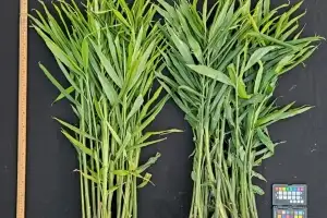 ‘약방의 감초 생강’ 종자 주권 지킨다, 충남도 신품종 출원