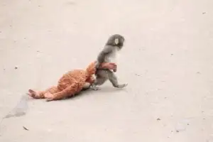 SNS 스타 새끼 원숭이…애착 인형에 매달린 ‘슬픈’ 사연