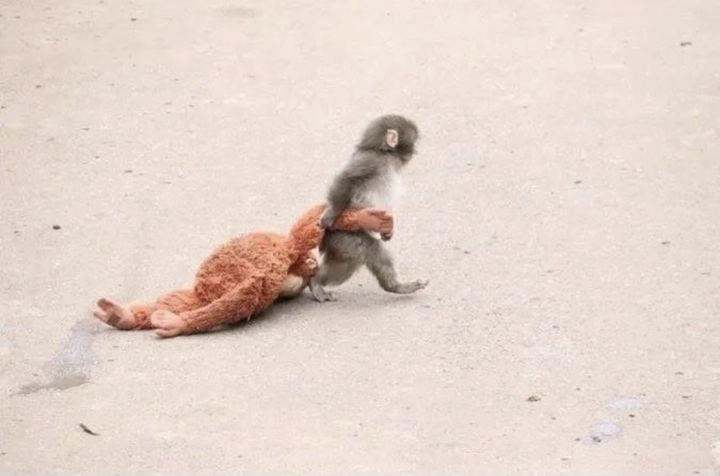 엄마 대신 인형을 끌고 다니는 새끼 원숭이 펀치. 엑스(X·옛 트위터) 캡처