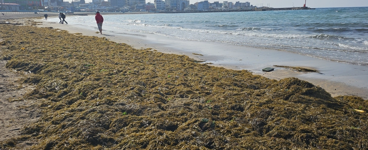 지난달말 제주시 이호해변에 중국에서 밀려온 괭생이모자반이 수북이 쌓여 있다. 제주 강동삼 기자