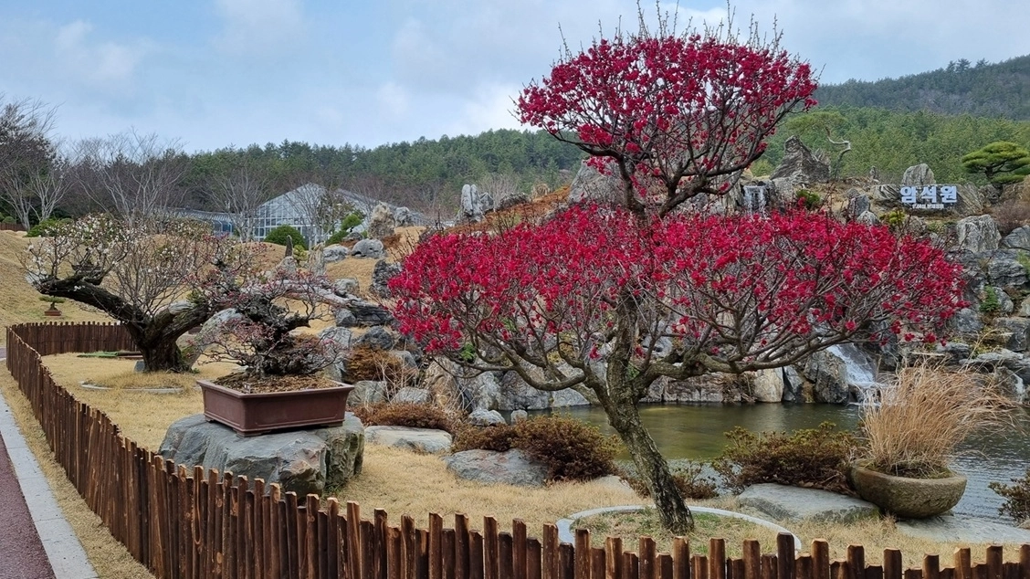 전남 신안군 1004섬 분재 정원에 홍매화가 붉게 피어있다. (신안군 제공)