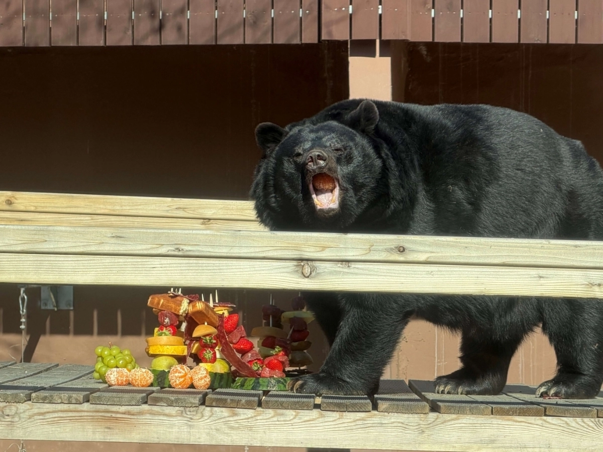 반달가슴곰이 특식으로 제공된 소고기과일꼬치를 먹고 있다. 우치동물원 제공