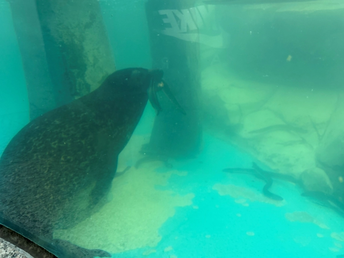 물범들이 모처럼 장어사냥을 즐기고 있다. 우치동물원 제공