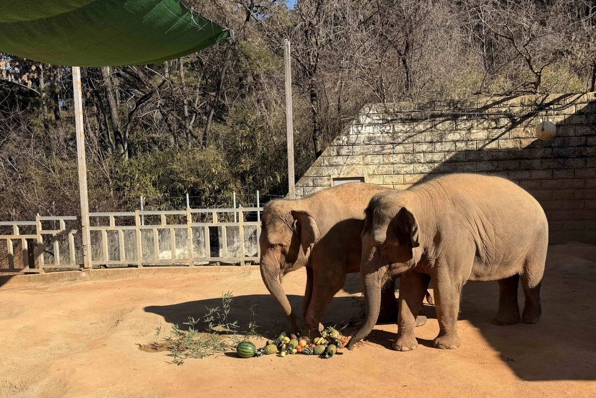 아시아코끼리 ‘봉이’와 ‘우리’ 모녀가 어깨를 나란히 하고 ‘과일시루’를 먹고 있다. 우치동물원 제공