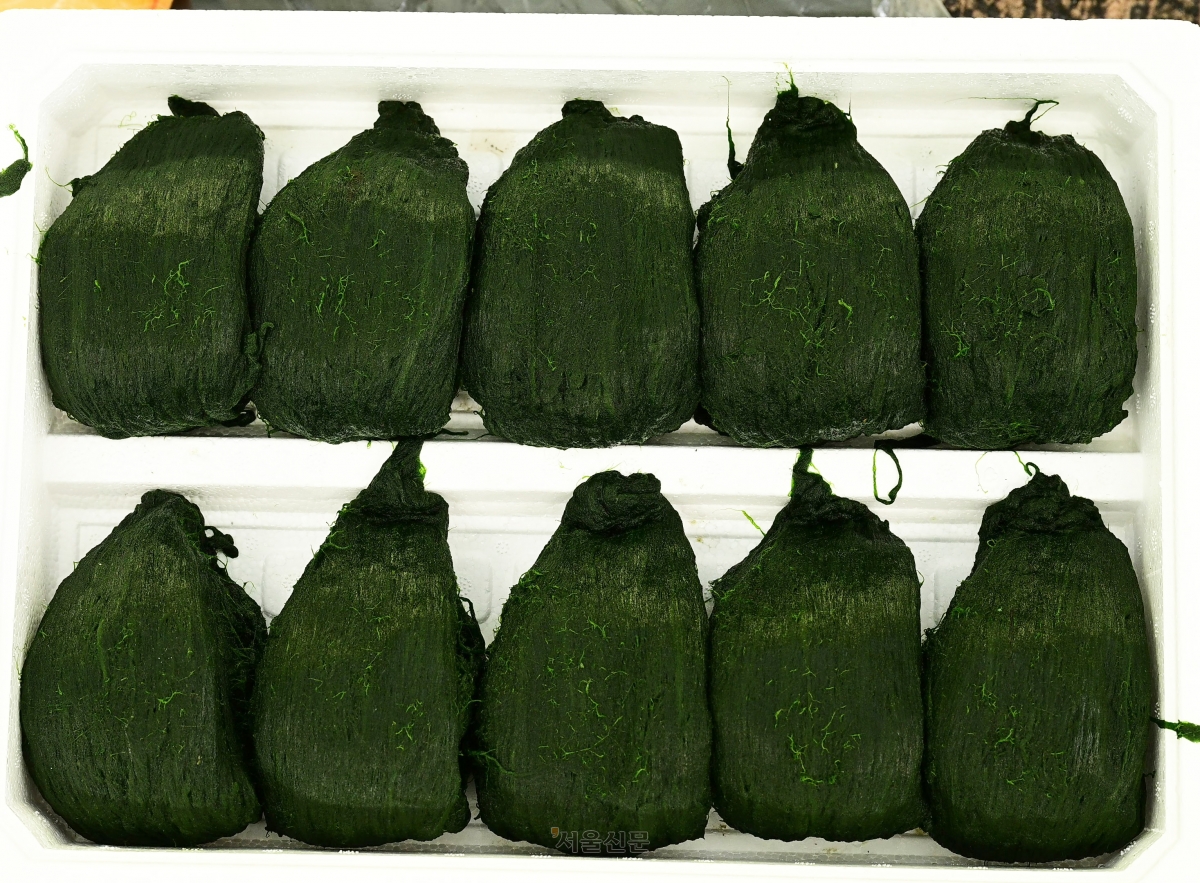 먹음직스러운 매생이 묶음.