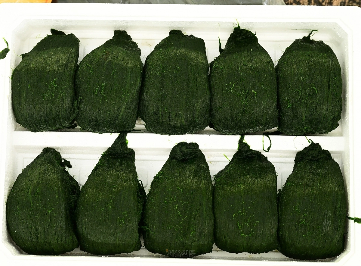 먹음직스러운 매생이 묶음.