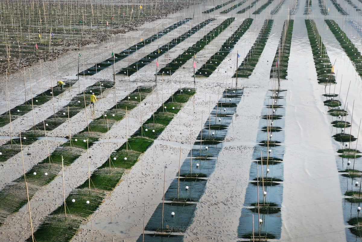 내저마을 매생이밭.