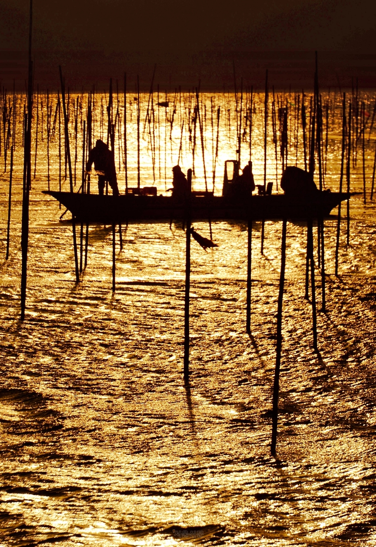 매생이를 채취하는 주민들 모습.
