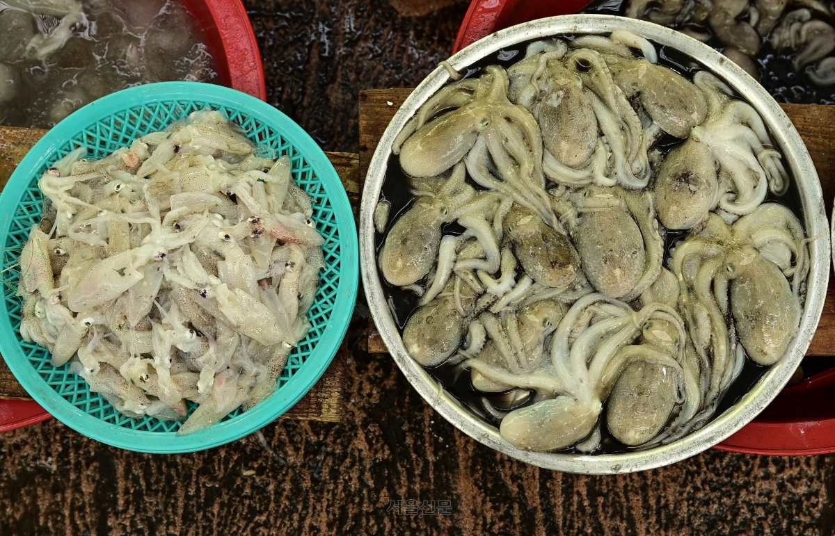 장흥 읍내 토요시장에서 만난 제철 먹거리. 왼쪽은 꼴뚜기, 오른쪽은 지친 소도 벌떡 일으켜 세운다는 낙지다.