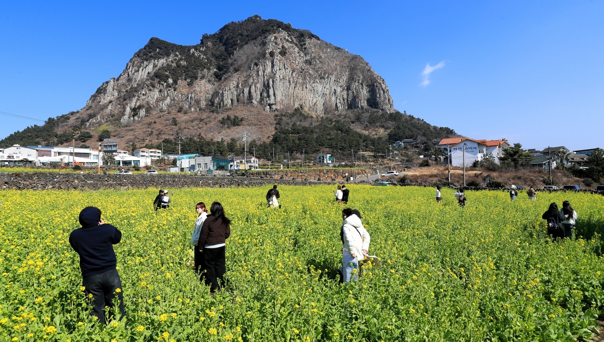 지난 12일 유채꽃이 활짝 핀 제주 서귀포시 안덕면 산방산 인근에서 나들이 나온 관광객들이 사진을 찍고 있다. 뉴시스