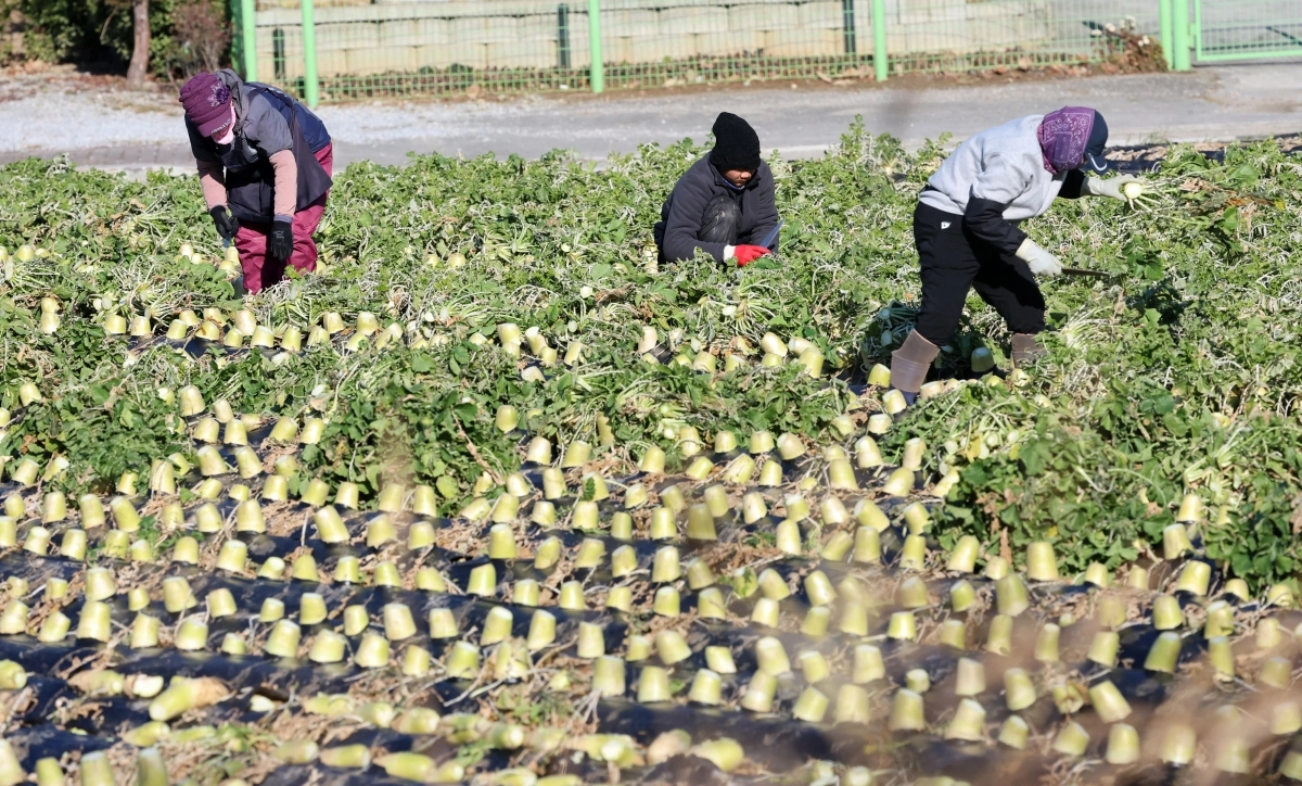 지난해 강원 강릉시 경포동 들녘에서 농민과 외국인 노동자들이 막바지 무 수확을 하는 모습. 기사와 직접적 상관 없음. 연합뉴스
