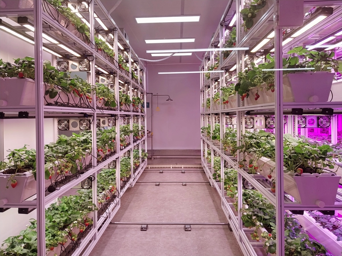 도심 공실을 활용해 잎채소류 등을 연중 생산할 수 있는 실내 농장. 서울신문 DB