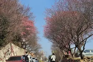 따뜻한 남녘은 벌써 ‘꽃망울’ … 상춘객 맞을 채비하는 지자체
