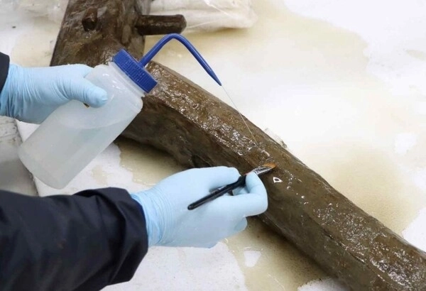 몽촌토성서 출토된 ‘눕쟁기’를 보존처리하고 있는 모습.  국가유산청 제공