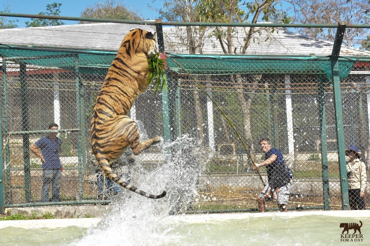 태국 치앙마이 타이거 킹덤의 호랑이. 타이거 킹덤 페이스북