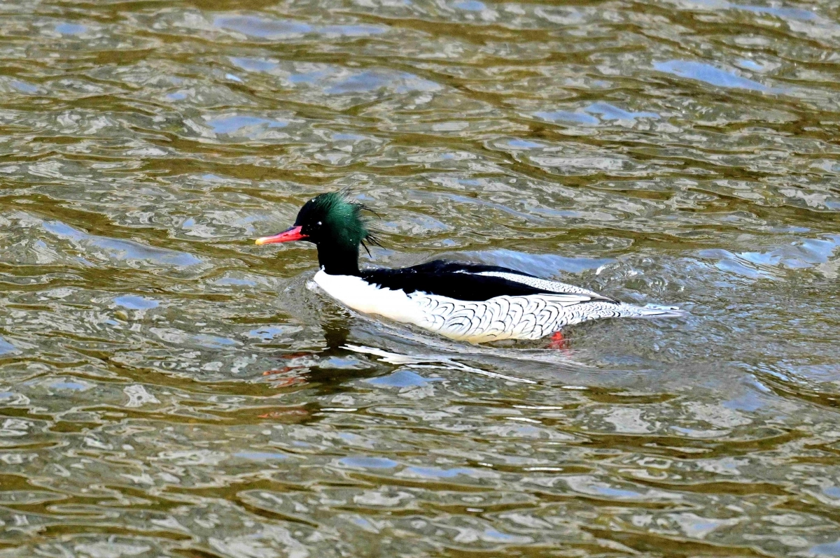 중랑천-청계천 합류부에서 발견된 호사비오리 수컷. 성동구 제공