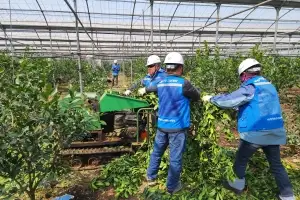 가지치기도 헉헉, 처리도 헉헉… “감귤 전정 가지 파쇄 지원 신청하세요”