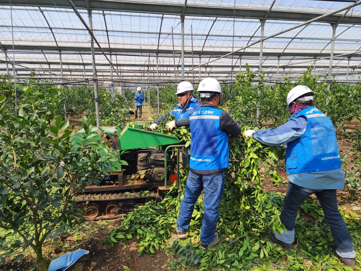 지난해 영농부산물 안전처리 파쇄단 활동 모습. 제주도농업기술원 제공