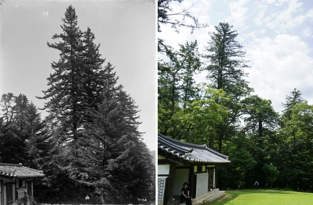 1917년 7월 7일 경기도 남양주 광릉(왼쪽). 수라간 마당 뒤편으로 높이 20~30m의 전나무들이 즐비하게 늘어서 있다. 전나무 아래에는 서양식 복장을 한 남성이 서 있고, 건물 앞에는 지게를 진 한국인 남성 두 명의 모습도 보인다. 지난해 7월 24일 같은 자리에서 찍은 사진(오른쪽). 108년 전 위용을 자랑하던 가장 큰 전나무는 윗부분이 부러진 채 그 자리를 지키고 있다. 국립수목원 자료
