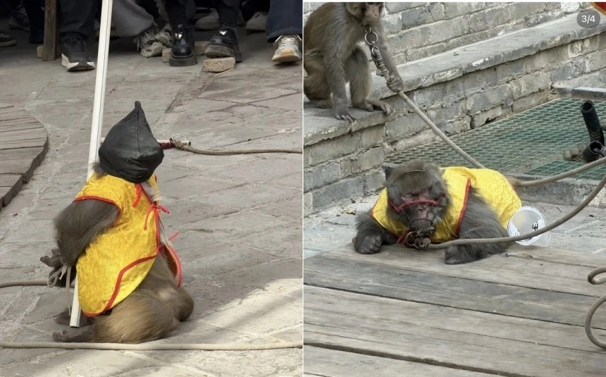 중국의 한 관광지에서 원숭이에게 검은 천을 씌우고 팔을 뒤로 묶은 채 ‘총살’하는 장면을 연출한 공연이 공개돼 논란이 일고 있다. 중국 소셜미디어(SNS) 웨이보 캡처·연합뉴스