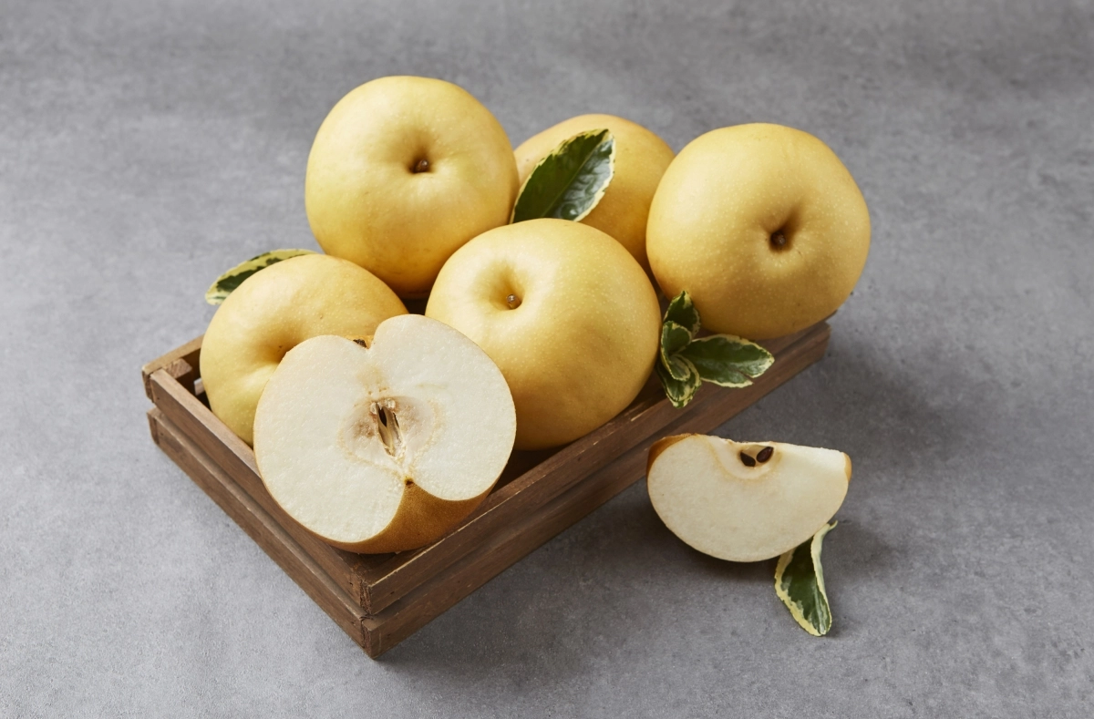 배. 아이클릭아트