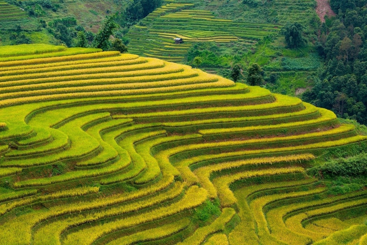 축산업이 숲 파괴의 주요 원인으로 알려졌지만, 실제로는 쌀, 옥수수, 카사바와 같은 주요 작물 재배가 전 세계 숲 파괴의 11%를 차지한다는 연구 결과가 나왔다.  픽사베이 제공