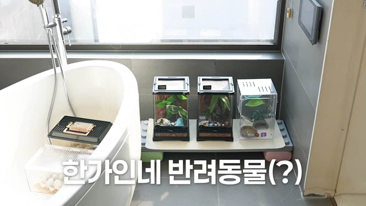 유튜브 채널 ‘자유부인 한가인’ 브라이언.