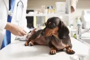 멍냥이 아플 때 걱정마세요…강북구, 의료비 덜어주는 ‘우리동네 동물병원’ 운영
