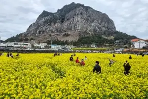 노랗게 물든 제주의 봄