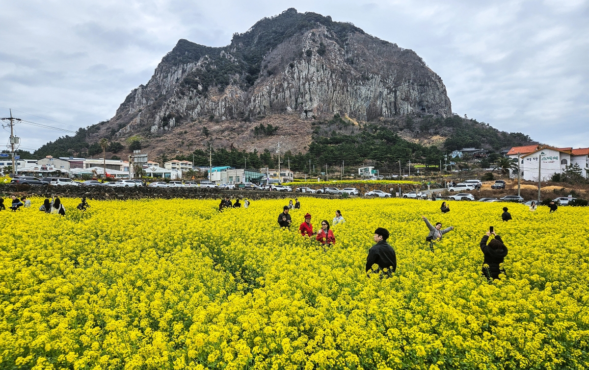 노랗게 물든 제주의 봄