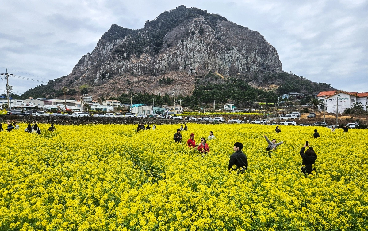 노랗게 물든 제주의 봄
