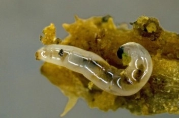 작은뿌리파리 유충. 충남도 제공