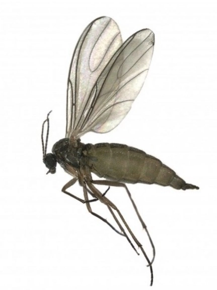 작은뿌리파리 성충은 몸길이가 약 1.1 ~ 2.4mm로 작고, 머리는 흑갈색이며 몸은 대체로 검은색을 띠는 특징이 있다. 충남도 제공