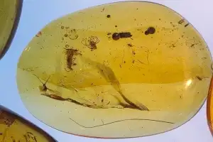 thumbnail - ‘쥬라기 공원’처럼 호박 속 개미가 백악기 복원 열쇠?