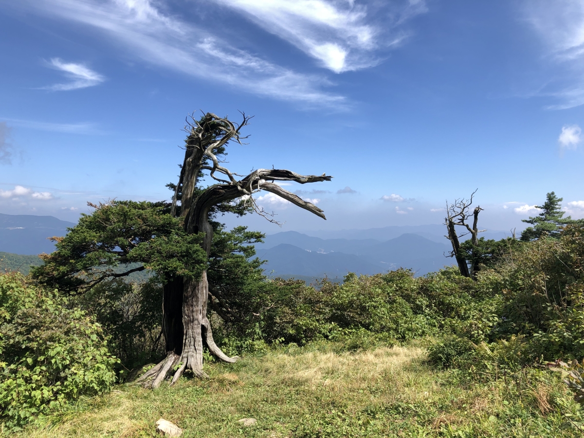 태백산 주목 자생지. 국립산림과학원 제공
