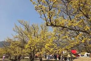 사랑, 노란 설렘으로 피어나다… 구례산수유꽃축제 화이트데이에 개막