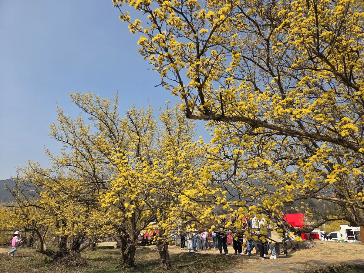 오는 14일부터 22일까지  지리산온천관광지 일원에서 ‘제27회 구례산수유꽃축제’가 열린다.