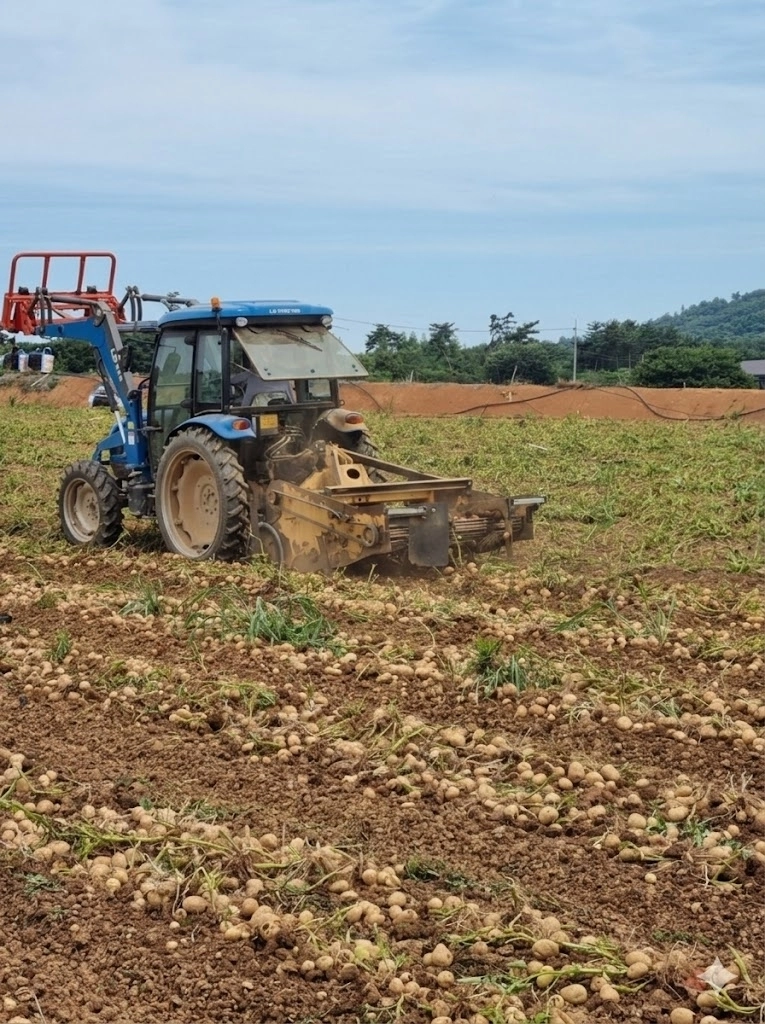 충남 당진시 일원에서 노지 감자를 수확하고 있다. 도 제공
