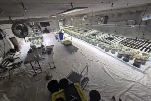 정부 지원금으로 ‘마약 재배’… 마약 합수본 출범 100일, 56명 구속 성과