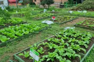 도심 속 나만의 텃밭 만들어요…‘강북 도시농업 체험장’ 분양